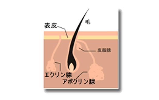 わきが・多汗症